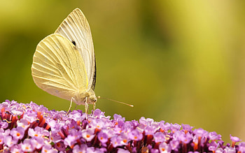 Butterflies, Insects HD wallpaper