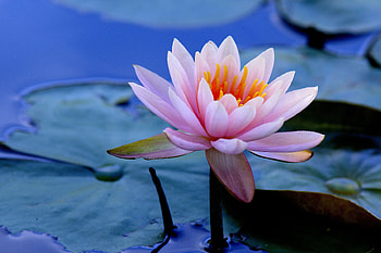 Water Lilies, water-lilies, flowers HD wallpaper