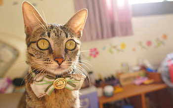 Animals, Cat, Muzzle, Beautiful, Striped, Sight, Opinion, Bow, Smart HD wallpaper