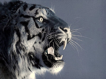 Snow leopard, grey background, stripes, white, black, cat HD wallpaper