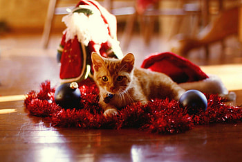 Sweet Cat, sweet animals, santa claus, cat, hat christmas, lovely HD wallpaper