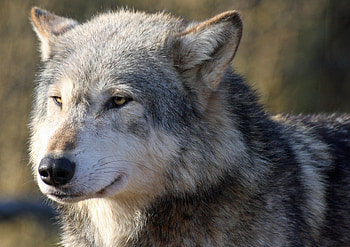 Animals, Muzzle, Predator, Wolf, Sight, Opinion HD wallpaper