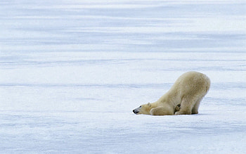 Animals, Ice, Snow, Playful, Glacier, Polar Bear, Polar HD wallpaper