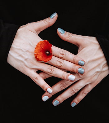 Close-up of hands with manicured nails holding a vivid red poppy flower. HD phone wallpaper
