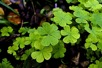 Greenery, Nature, , Clover HD wallpaper