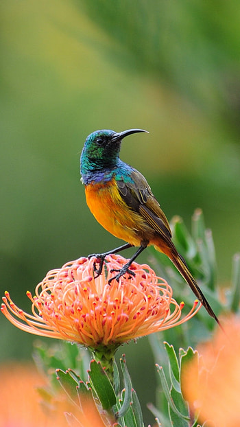 Sunbird, Adorable HD phone wallpaper