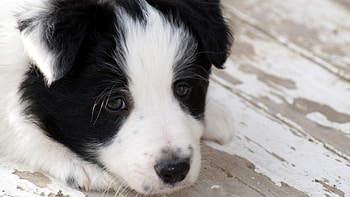 Puppy, Border Collie HD wallpaper