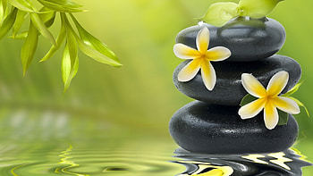 Plants, Flowers, Water, Background, Stones, Drops HD wallpaper