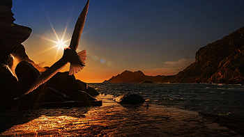 Evening Flight-Seagull, wings, bird, coast, colors, landscape, sky, rocks, sun HD wallpaper