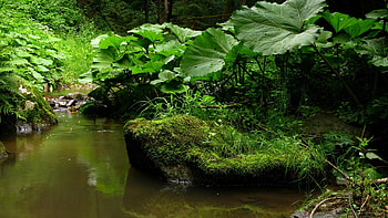 Nature, Rivers, Stones, Forest, Vegetation, Gurgling, Murmur, Creek, Brook, Burdocks, Lopouhi HD wallpaper