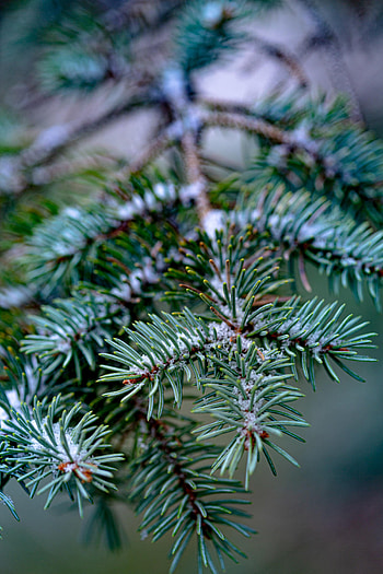 Needle, Macro, Wood, Tree, Branch HD phone wallpaper