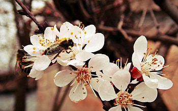 Flower, Macro, Branch, Bee HD wallpaper