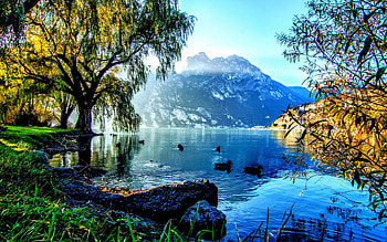 Willows And Ducks On Lake Garda, blue, birds, beautiful, Italy, grass, lake, ducks, green, yellow, trees, mountains HD wallpaper