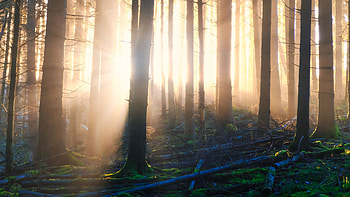 Forest Trees Wood Logs Sunlight Background Nature HD wallpaper