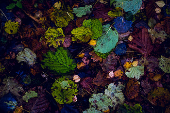 Leaves, fall, autumn HD wallpaper