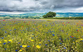 Meadow, clouds, flowers, wild HD wallpaper