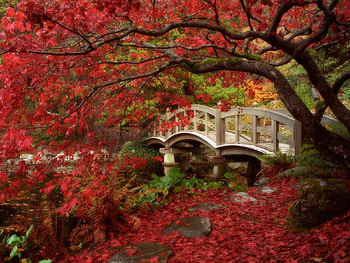Nature, Wood, Park, Tree, Bridge HD wallpaper
