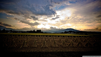 rice harvest in japan, clouds, fields, town, rice HD wallpaper