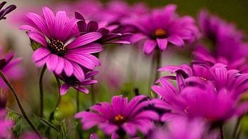 Flowers, Plant, Macro, Petals HD wallpaper