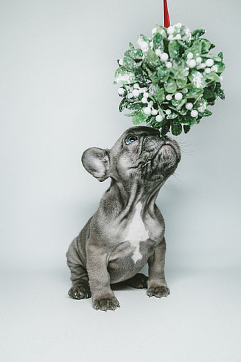 Mistletoe, French Bulldogs HD phone wallpaper