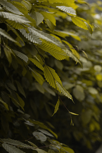 Nature, Leaves, Bush, Branch HD phone wallpaper