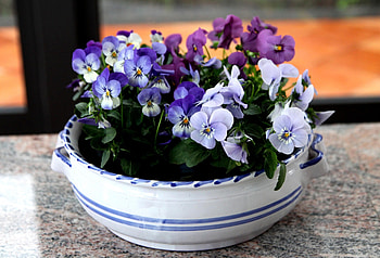 Flowers, Pansies, Bowl, Table, Small HD wallpaper