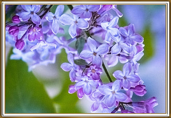 FRAMED FLOWERS, FLOWERS, NATURE, FRAMED HD wallpaper