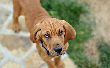 Animals, Dog, Muzzle, Blur, Smooth, Puppy, Collar HD wallpaper