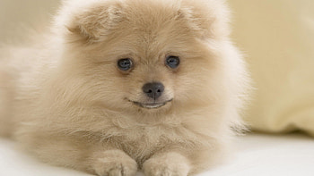 Animals, Dogs HD wallpaper