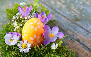 Happy Easter!, egg, purple, wood, crocus, flower, easter, orange HD wallpaper