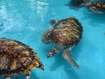 Animals, Turtles, Sea, Family, Lot HD wallpaper