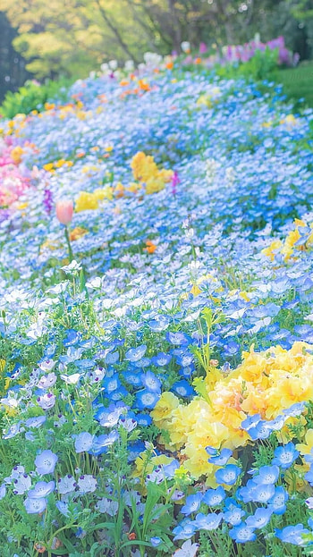Springs Flowers, Blue HD phone wallpaper