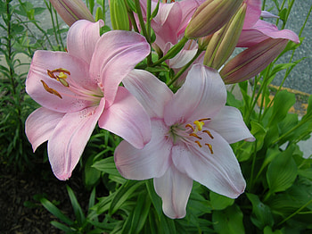 Flowers, Lilies, Greens, Flower Bed, Flowerbed HD wallpaper