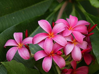 Flowers, Bush, Close-Up, Greens, Plumeria HD wallpaper