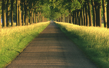 Landscape, Trees, Roads HD wallpaper