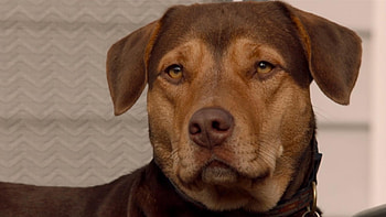 A Dog's Journey , Pet-themed visuals, Canine adventure, Emotional storytelling HD wallpaper