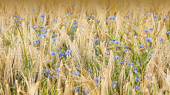 Barley and cornflowers, Nordhausen, Germany, nature, cornflower HD wallpaper