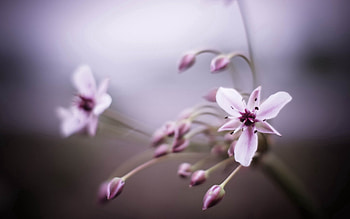 Grass, Macro, Shine, Light, Petals HD wallpaper