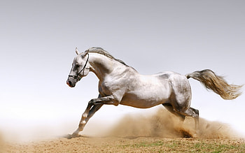 Animals, Horses HD wallpaper