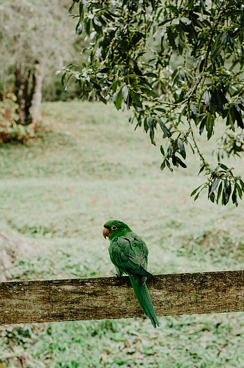 Animals, Parrots, Bird, Blur, Smooth, Branches HD phone wallpaper