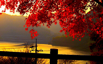 Fall Leaves High Resolution HD wallpaper