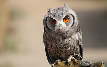 Animals, Owl, Bird, Predator HD wallpaper