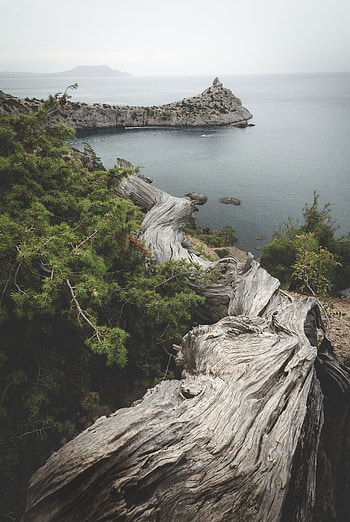 Nature, Sea, Shore, Bank, Wood, Tree, Bay, Trunk HD phone wallpaper