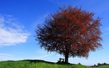 Nature, Wood, Tree, Slope, Bench, Lonely HD wallpaper