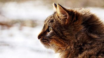 Animals, Cat, Fluffy, Muzzle, Profile HD wallpaper