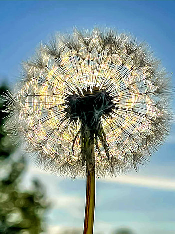 Paardenbloem, sky, natuur, terrestrial_plant, nature, bloem, lucht, dandelion, flower HD phone wallpaper