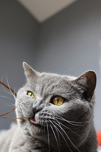 Funny, Animals, Cat, Pet, Grey, Cool HD phone wallpaper