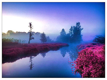 Floral river, mist, blue, river, pink, flowering bushes, trees, soft light, calm water HD wallpaper