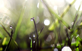 Grass, Drops, Macro, Glare, Shine, Light, Dew HD wallpaper