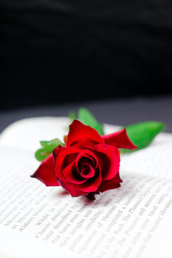 Flowers, Flower, Rose Flower, Rose, Book HD phone wallpaper